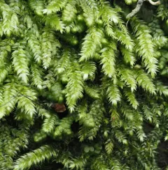Elegant Silk-moss thumbnail 3