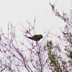 Monk Parakeet thumbnail 4