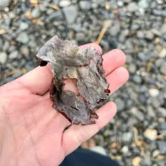kelp lace bryozoan thumbnail 3