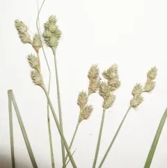fescue sedge thumbnail 2