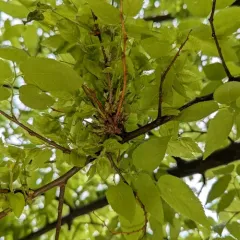 Witches Broom of Hackberry Fungus thumbnail 2