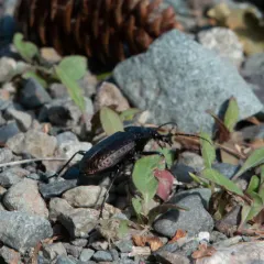 Granulated Ground Beetle thumbnail 3