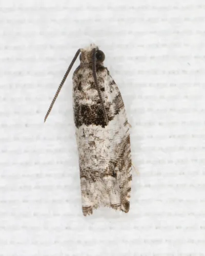 Winterberry Moth