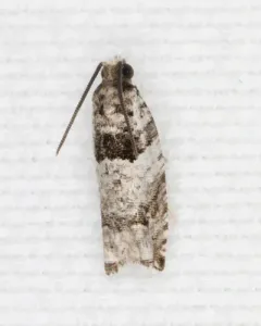 Winterberry Moth thumbnail 1
