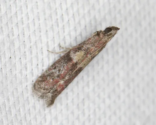 Reddish Ephestiodes Moth