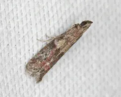 Reddish Ephestiodes Moth thumbnail 1