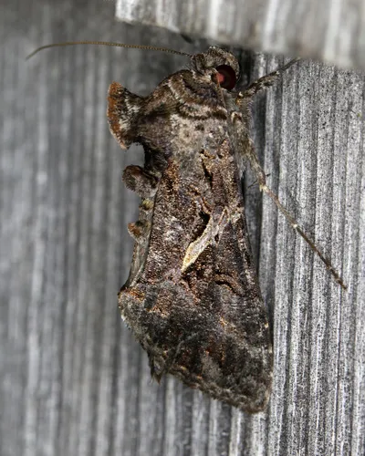 Sharp-stigma Looper Moth