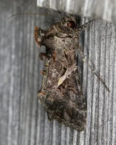 Sharp-stigma Looper Moth thumbnail 1