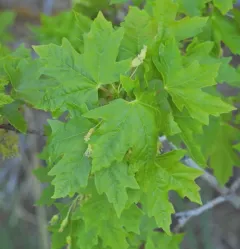 bigtooth maple thumbnail 4