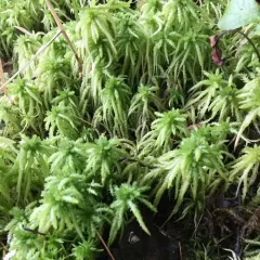 Crome Sphagnum thumbnail 2
