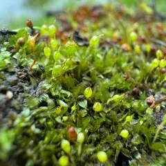 common bladder moss thumbnail 4