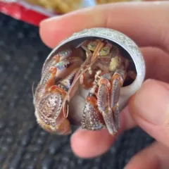 Alaskan Hermit Crab thumbnail 4