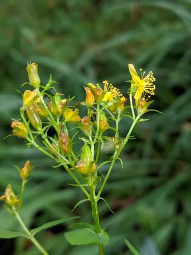 Square Stemmed Saint John's Wort