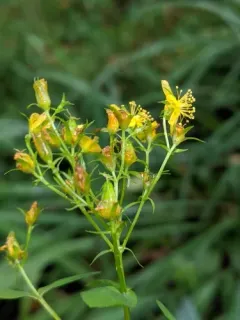 Square Stemmed Saint John's Wort thumbnail 1