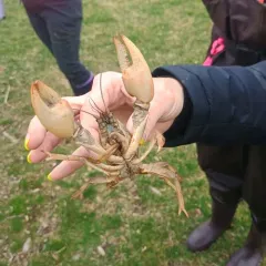 Paintedhand Mudbug thumbnail 3