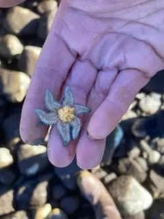 Alaskan Six-rayed Star thumbnail 2
