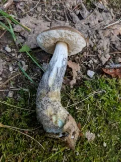 Snell's bolete thumbnail 4