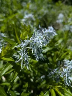 eastern bluestar thumbnail 2