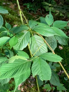 Glandstem blackberry thumbnail 2