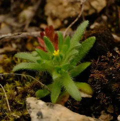 Opposite-leaved Tarweed thumbnail 4