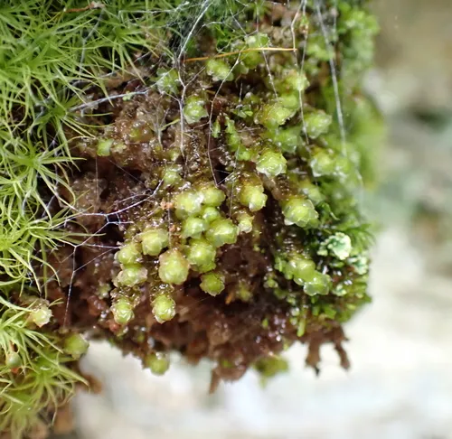 Grove Earwort