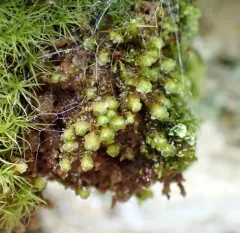 Grove Earwort thumbnail 1