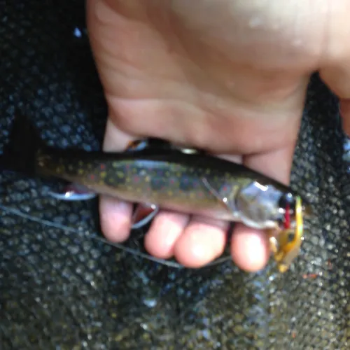 Brook Trout