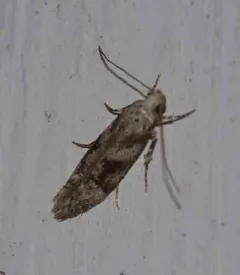 Spruce Micromoth thumbnail 3