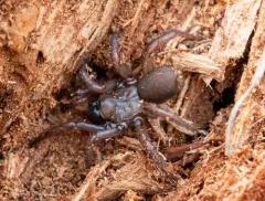 Antrodiaetus hageni thumbnail 4