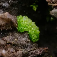 Texas Balloonwort thumbnail 3