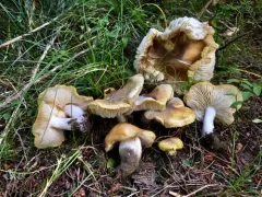 Tricholoma arvernense thumbnail 1