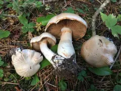 Cortinarius alboglobosus thumbnail 3