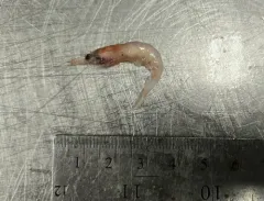 Northern Krill thumbnail 4