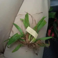 broad-leaved sedge thumbnail 3