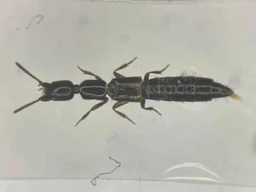 Obscure Rove Beetle