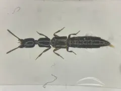 Obscure Rove Beetle thumbnail 1