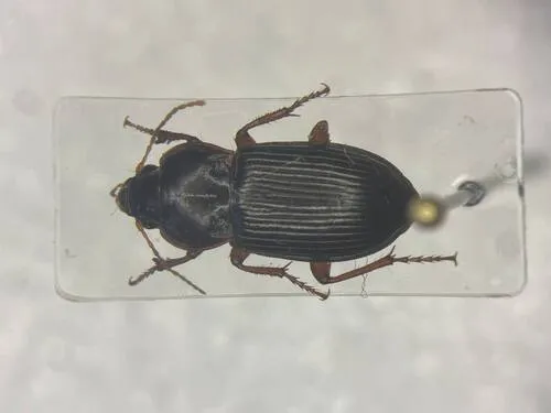 Amara carinata