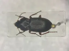 Amara carinata thumbnail 1