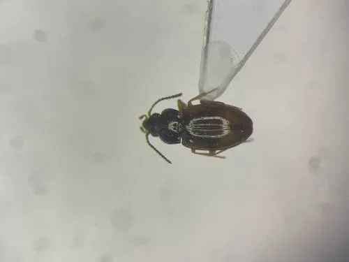 Elaphropus incurvus