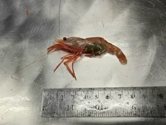 Polar Lebbeid Shrimp thumbnail 4