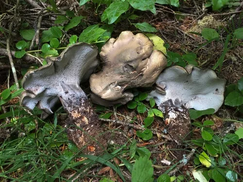 Boletopsis leucomelaena