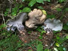 Boletopsis leucomelaena thumbnail 1