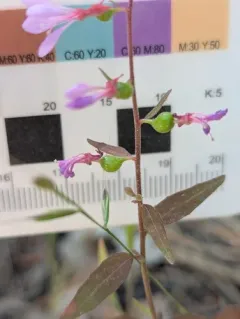 mountain clarkia thumbnail 3