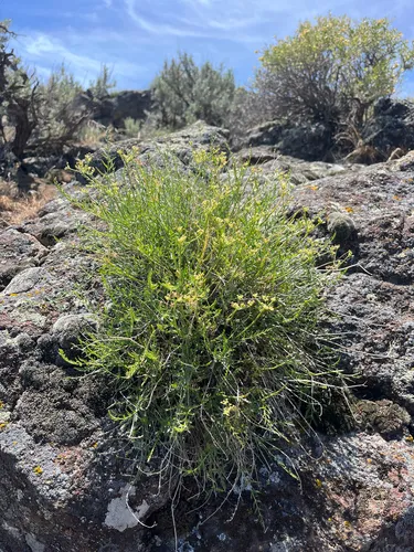 Rock Springparsley