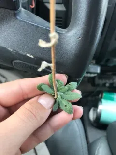 Hairy Rockcress thumbnail 2