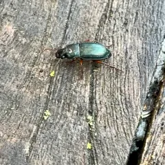 Harpalus rubripes thumbnail 3