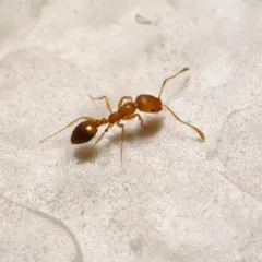 Pharaoh Ant thumbnail 4