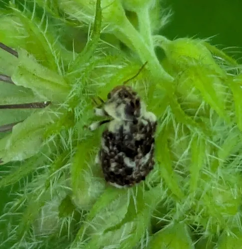 Trichodesma cristata