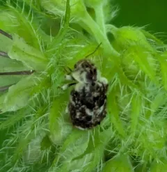 Trichodesma cristata thumbnail 1