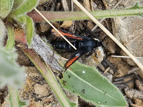 Nebraska Clearwing Moth